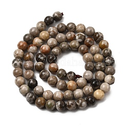 Natural Fossil Coral Beads Strands&nbsp;G-G212-6mm-31