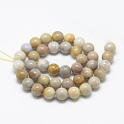 Natural Fossil Coral Beads Strands&nbsp;X-G-R446-6mm-28