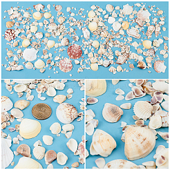 Natural Sea Shell Beads Kits&nbsp;SSHEL-PH0002-49