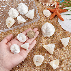 100G Natural Shell Display Decorations&nbsp;SSHEL-PH0001-40A