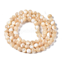 Natural Trochid Shell/Trochus Shell Beads Strands&nbsp;SSHEL-S266-023B-02