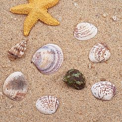 1 Box Scallop Seashells Clam Shell Dyed Beads with Holes for Craft Making 40-50pcs&nbsp;BSHE-YW0001-01