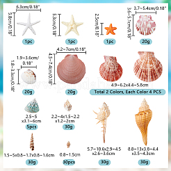 14 Styles Natural Shell Ornaments&nbsp;AJEW-PH0011-89