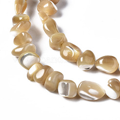 Natural Trochid Shell/Trochus Shell Beads Strands&nbsp;SSHEL-N034-78-B01
