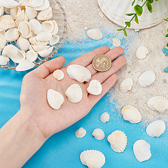 Natural Shell Home Decoration&nbsp;AJEW-PH0012-03