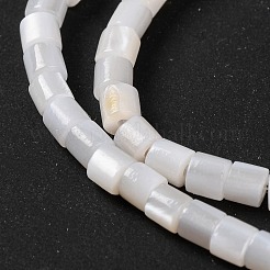 Natural Freshwater Shell Beads Strands&nbsp;BSHE-S304-08