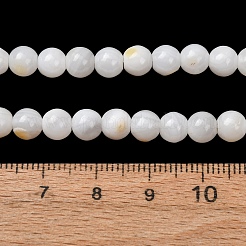 Natural Freshwater Shell Beads Strands&nbsp;SH-CBA2978-07D-04