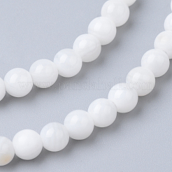 Natural Freshwater Shell Bead Strands&nbsp;SHEL-S249-29