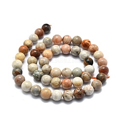 Natural Fossil Coral Beads Strands&nbsp;G-E576-03B