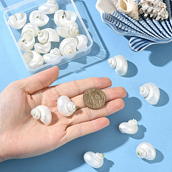 20Pcs Natural Spiral Shell Beads&nbsp;SSHEL-SC0001-56