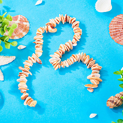 1 Strand Natural Seashell Shell Beads Strands&nbsp;SSHEL-TA0001-13