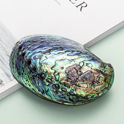 Natural Abalone Shell/Paua ShellDecoration&nbsp;X-SSHEL-F0005-01