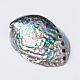 Natural Abalone Shell/Paua ShellDecoration&nbsp;SSHEL-K024-01B-3