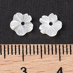 Natural White Shell Beads&nbsp;SSHEL-C012-23A
