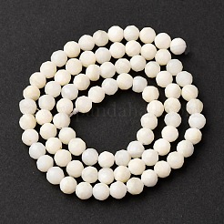 Shell Beads Strands&nbsp;SSHEL-E571-38-4mm-01