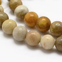 Natural Fossil Coral Beads Strands&nbsp;G-K194-6mm-05