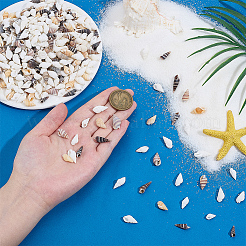 400Pcs 5 Styles Natural Conch & Shell Decorations&nbsp;SSHEL-SC0001-61