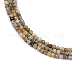 Natural Alashan Agate Beads Strands&nbsp;G-C181-B05-01