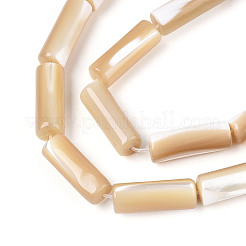 Natural Trochid Shell/Trochus Shell Beads Strands&nbsp;BSHE-T014-06B