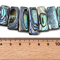 Natural Paua Shell Beads Strands&nbsp;BSHE-S305-01B