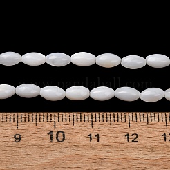 Natural Freshwater Shell Beads Strands&nbsp;SH-CBA2978-11