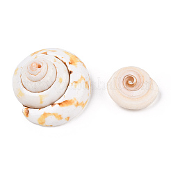 Natural Shiva Eye Shell Beads&nbsp;SSHEL-Q294-6