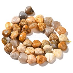 Natural Fossil Coral Beads Strands&nbsp;G-R190-10mm-45