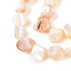 Natural Sea Shell Beads Strands&nbsp;SSHEL-N041-02A