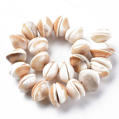 Natural Shell Beads Strands&nbsp;SSHEL-N034-100