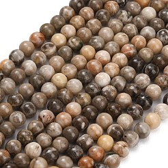 Natural Fossil Coral Beads Strands&nbsp;G-C288-A01-4mm