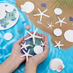 Resin Marine Organism Display Decorations&nbsp;AJEW-PH0008-27