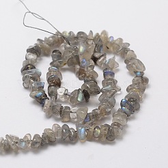 Natural Labradorite Chip Bead Strands&nbsp;G-M298-06