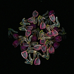 Luminous Transparent Resin Cabochons&nbsp;RESI-D013-05A