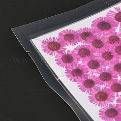 Centaurea Iberica Embossing Dried Flower&nbsp;DIY-K032-65E