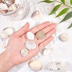 Clam Shell Beads&nbsp;SSHEL-NB0001-11