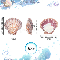 Natural Lion's Paw Sea Scallops&nbsp;AJEW-WH0041-69