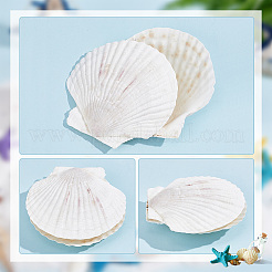 Natural Shell Display Decorations&nbsp;SSHEL-WH0001-39D