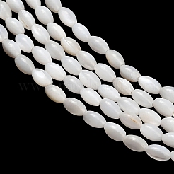 Natural Freshwater Shell Beads Strands&nbsp;SHEL-C010-03B