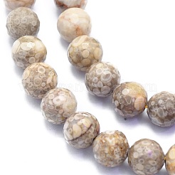 Natural Conch Fossil Beads Strands&nbsp;G-K310-A07-8mm