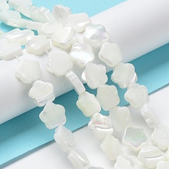 Natural Trochus Shell Beads Strands&nbsp;X-BSHE-P033-07