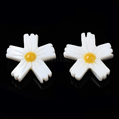 Natural Freshwater Shell Beads&nbsp;SHEL-N003-19