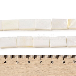 Natural Freshwater Shell Beads Strands&nbsp;BSHE-H018-03