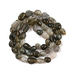 Natural Labradorite Beads Strands&nbsp;G-C250-03