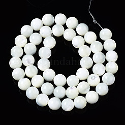 Natural Trochid Shell/Trochus Shell Beads Strands&nbsp;SSHEL-S266-023A-03