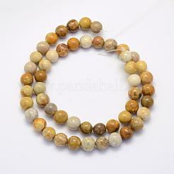 Natural Fossil Coral Beads Strands&nbsp;G-G697-F01-8mm