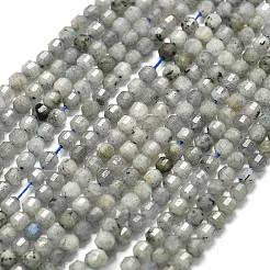 Natural Labradorite Beads Strands&nbsp;G-A260-A44-01B