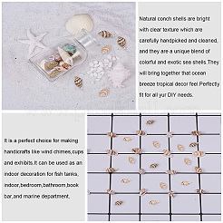 Natural Spiral Shell Beads&nbsp;SSHEL-PH0002-10
