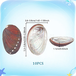 Natural Paua Shell Display Decorations&nbsp;DJEW-WH0042-148A