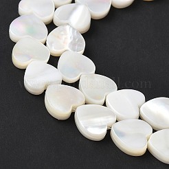 Natural White Shell Beads Strands&nbsp;SSHEL-C013-06