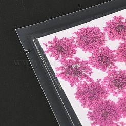 Pressed Dried Flowers&nbsp;DIY-K032-58G